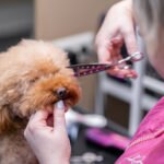 Waarom Regelmatig Trimmen Belangrijk is voor&hellip;