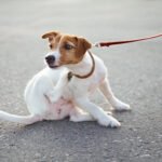 Vlooien?! Bah! Hoe kom ik er&hellip;